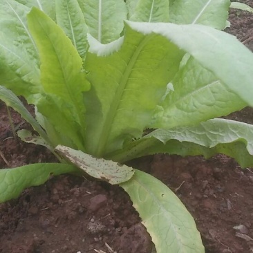 油麦菜25~30厘米以上
