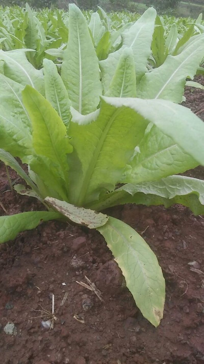 油麦菜25~30厘米以上