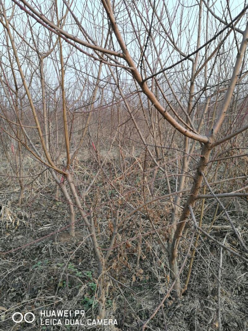 红叶碧桃2~4cm2.5~3米
