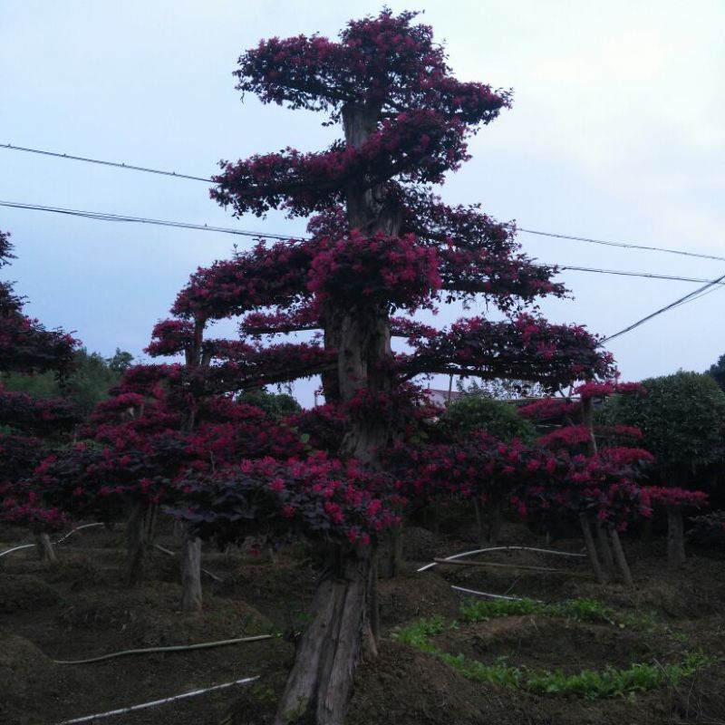 红花继木桩湖南红花继木桩10一50公分基地直销