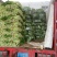 皇妃芹菜50cm以上货源充足，全国供货中