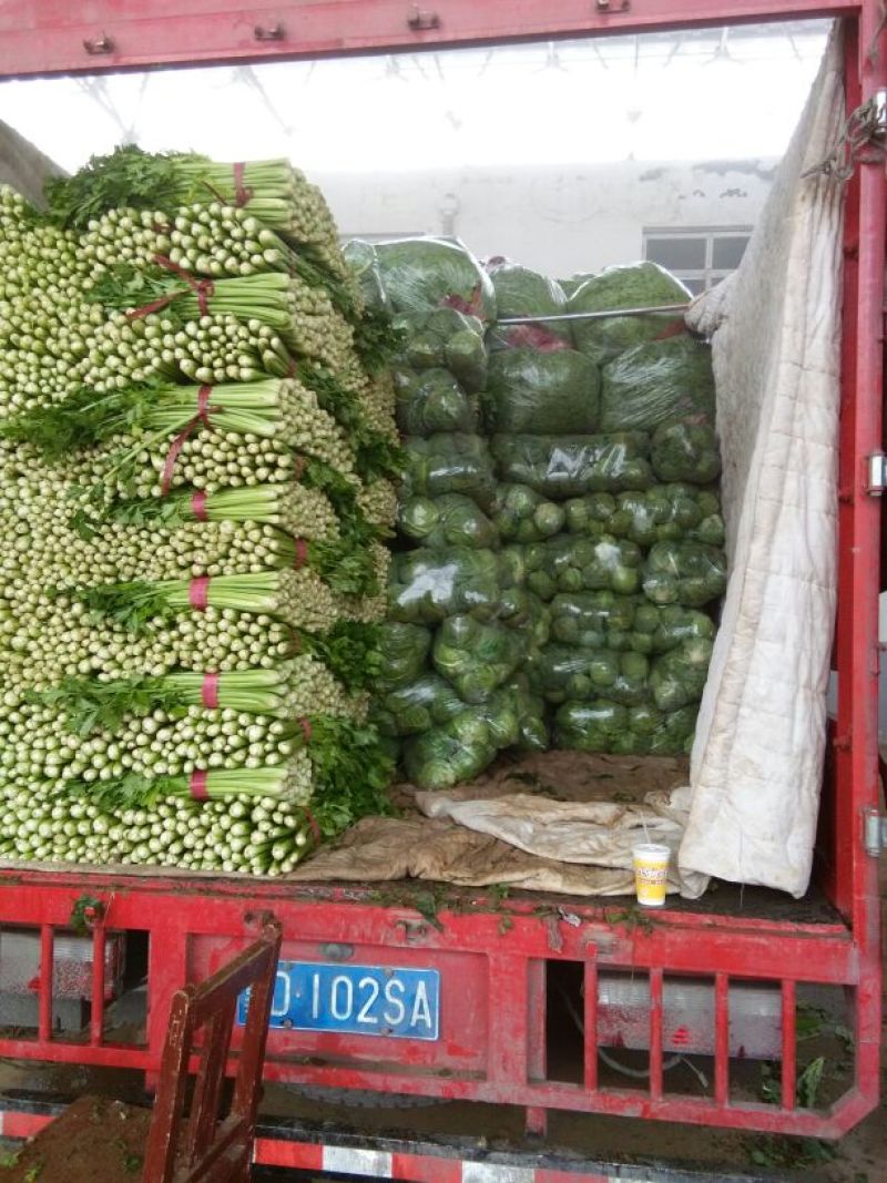 皇妃芹菜50cm以上货源充足，全国供货中