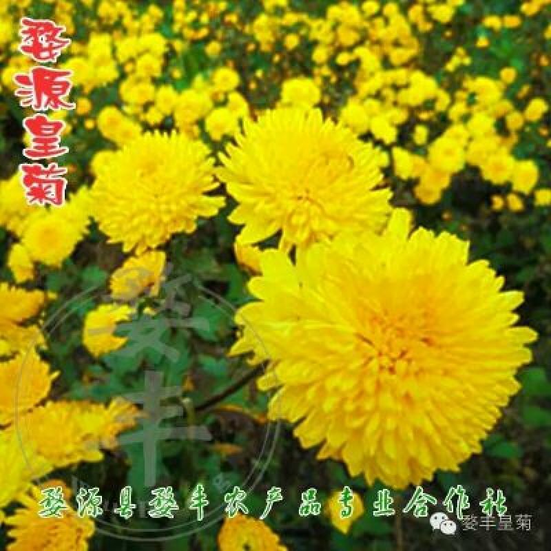 皇菊茶四级