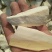 海螵蛸