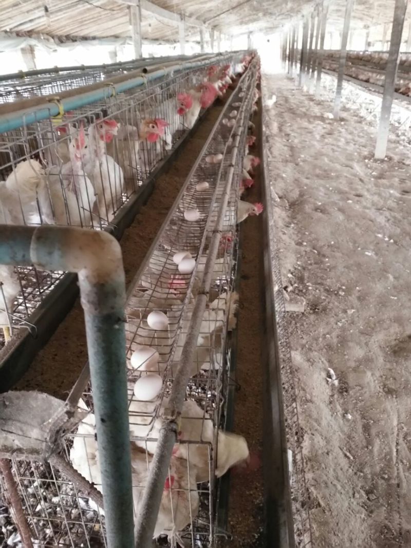 粉蛋食用50g以下
