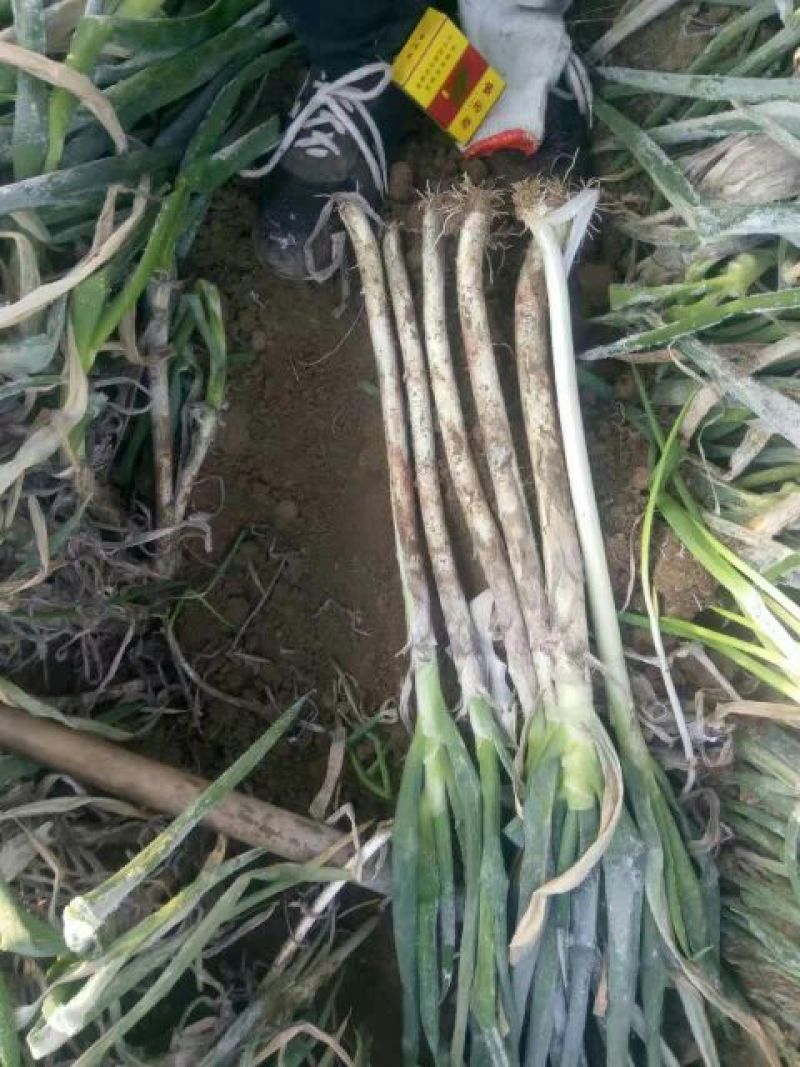 大葱35~40cm毛葱2cm左右