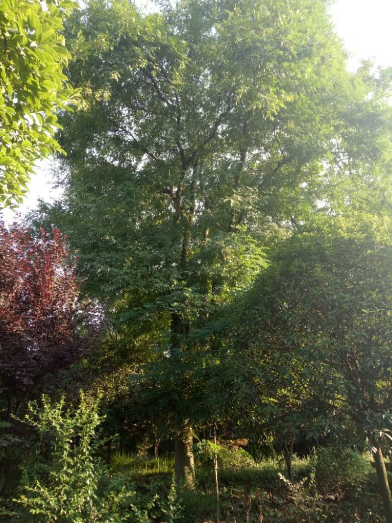 朴树10~20cm