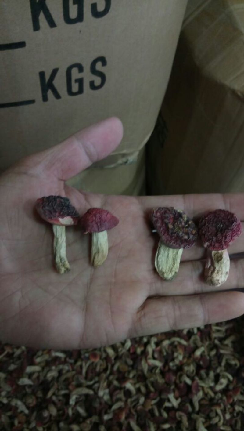 红菇