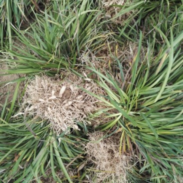 麦冬草
