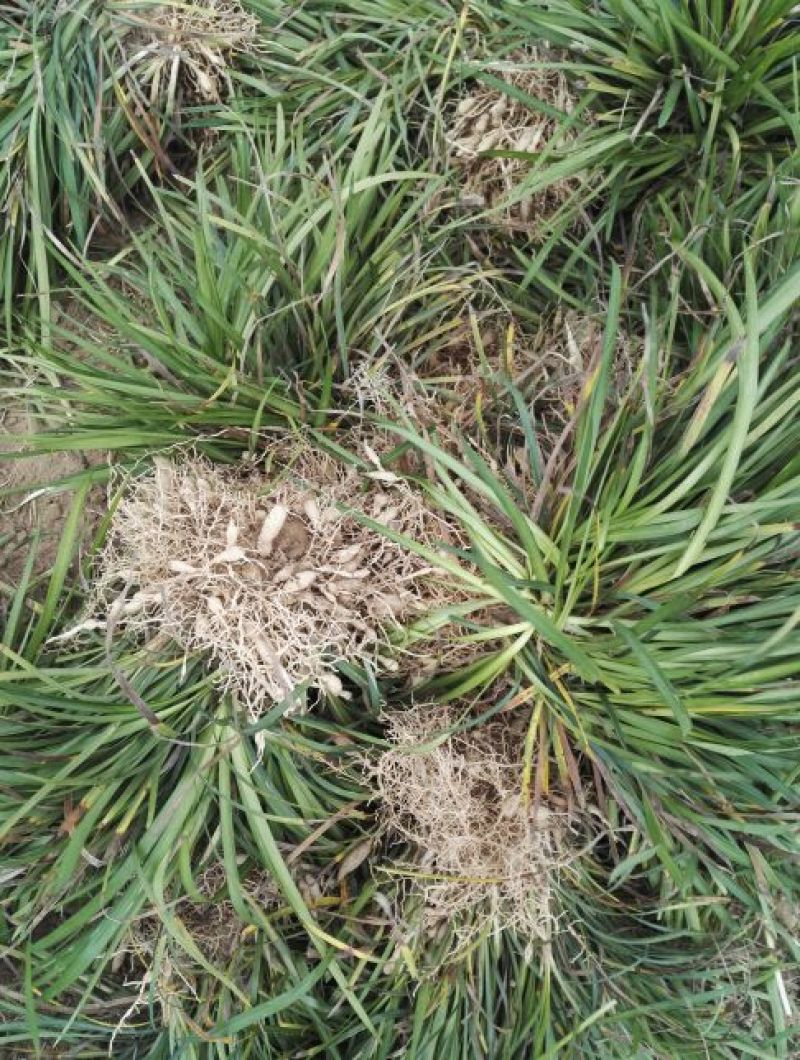 麦冬草