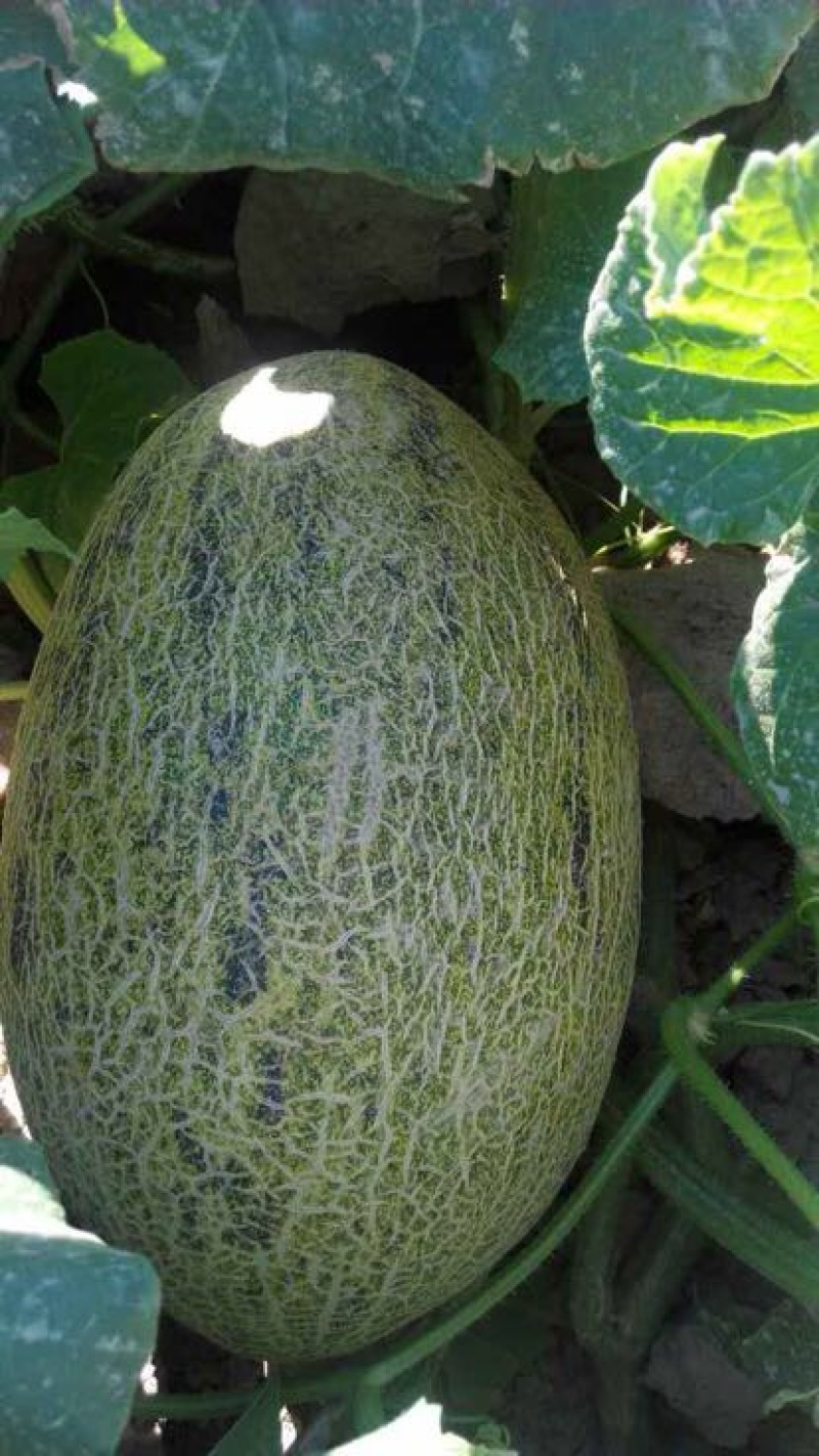西州蜜瓜