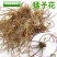 黄花菜种苗--猛子花
