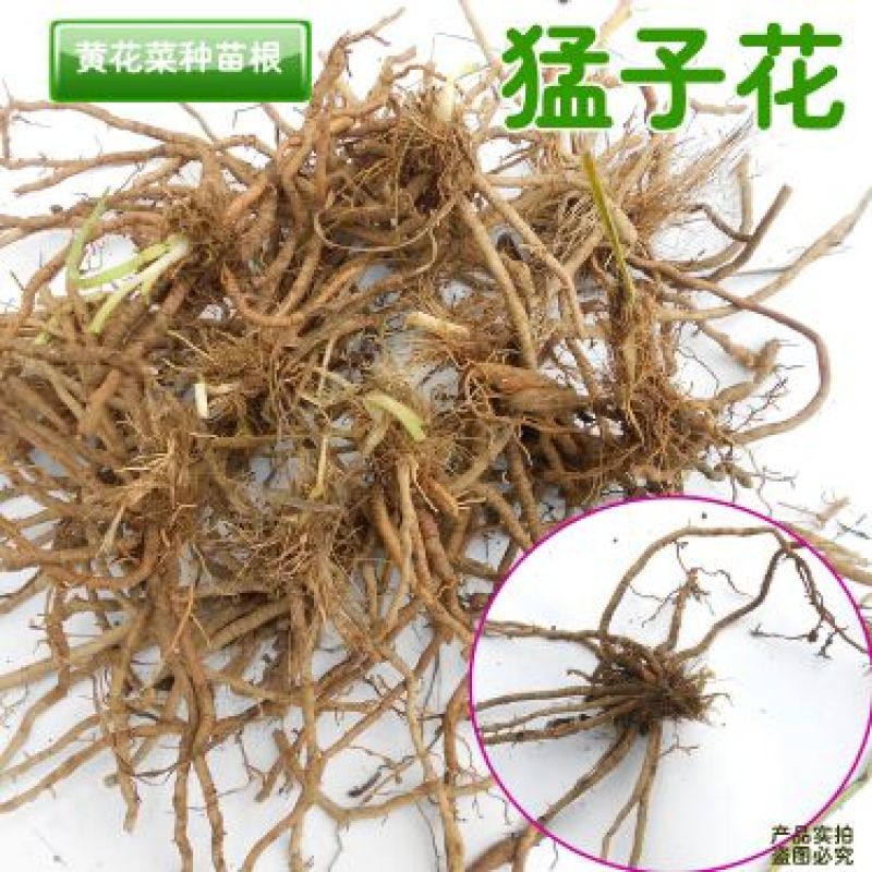 黄花菜种苗--猛子花