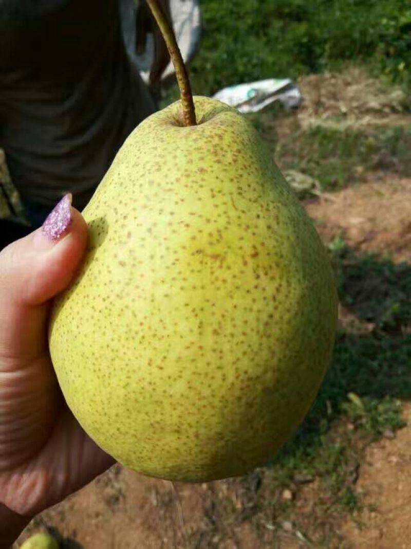 白梨150~200g纸箱