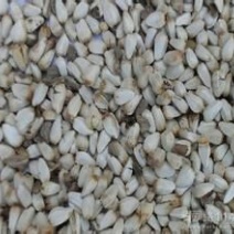 红花籽红花量大优惠技术指导回收成品