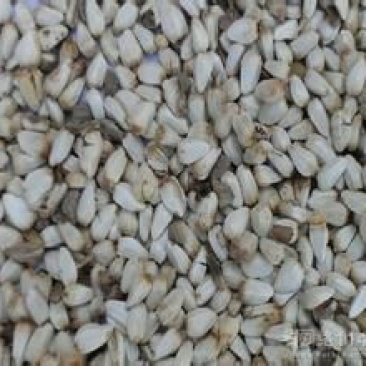 红花籽红花量大优惠技术指导回收成品