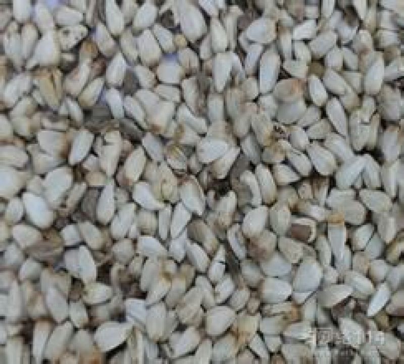 红花籽红花量大优惠技术指导回收成品