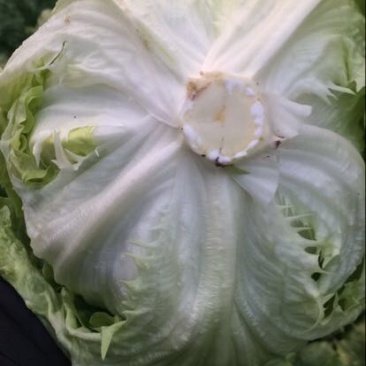 结球生菜，平均一斤以上