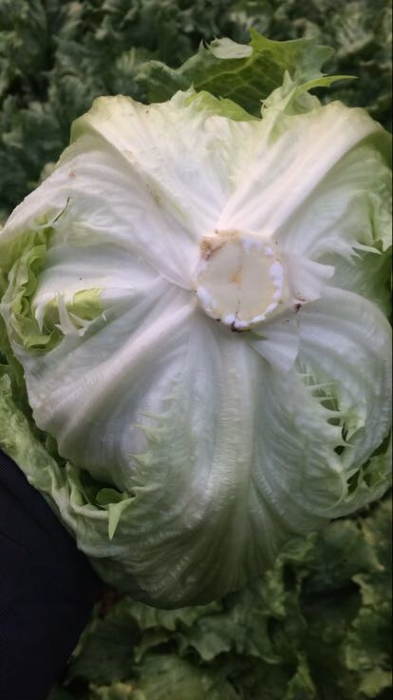 结球生菜，平均一斤以上