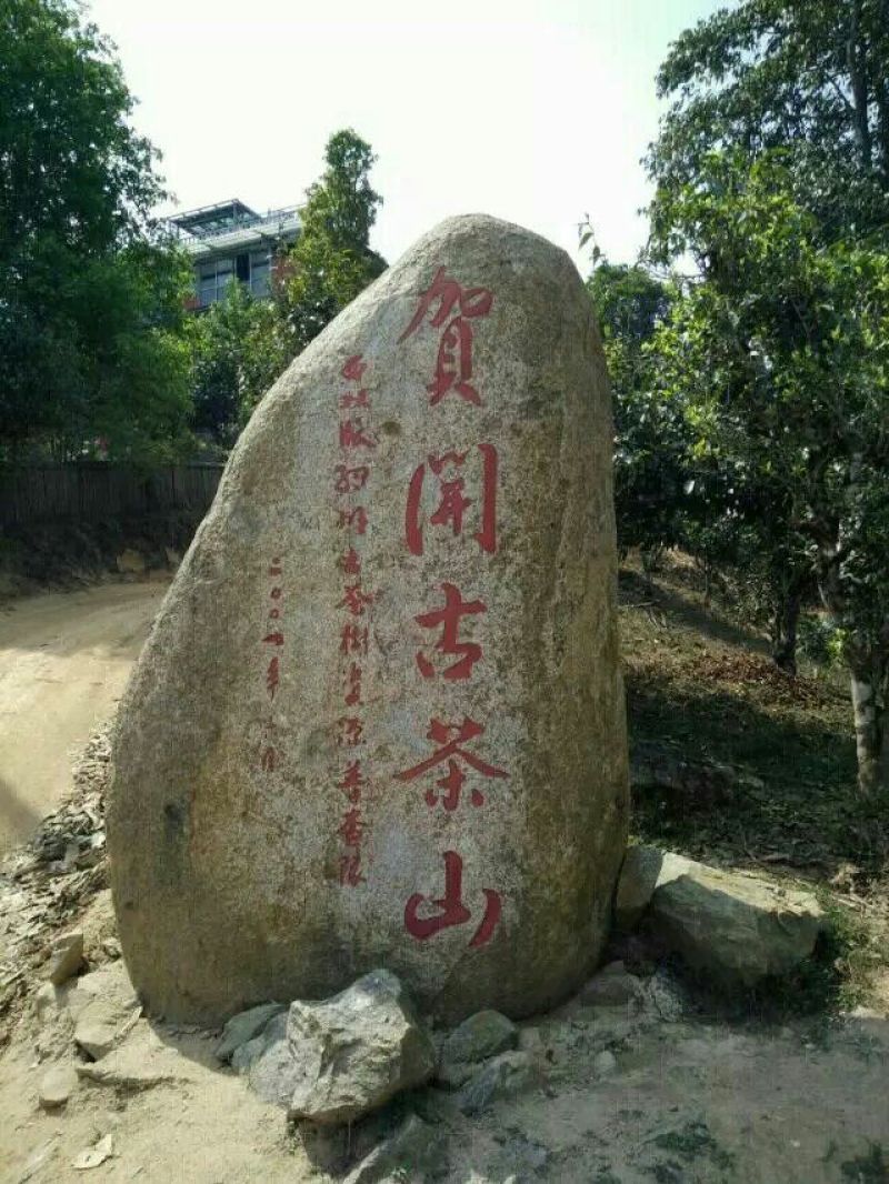 古树普洱茶二级