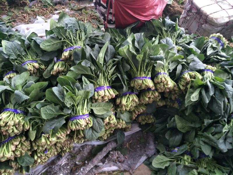 大叶菠菜20~25厘米