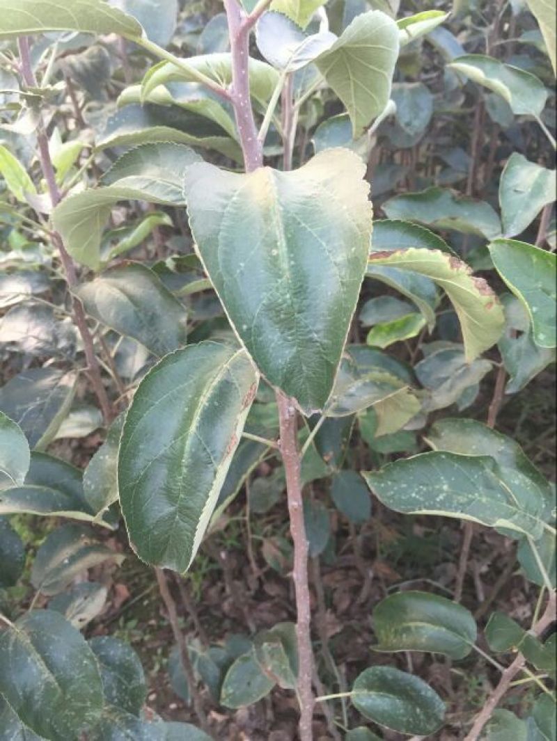 苹果树2cm以下4cm以下1.5~2米