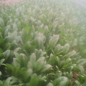 越冬菠菜20~25厘米