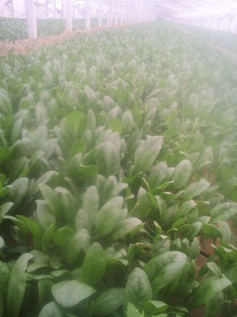 越冬菠菜20~25厘米