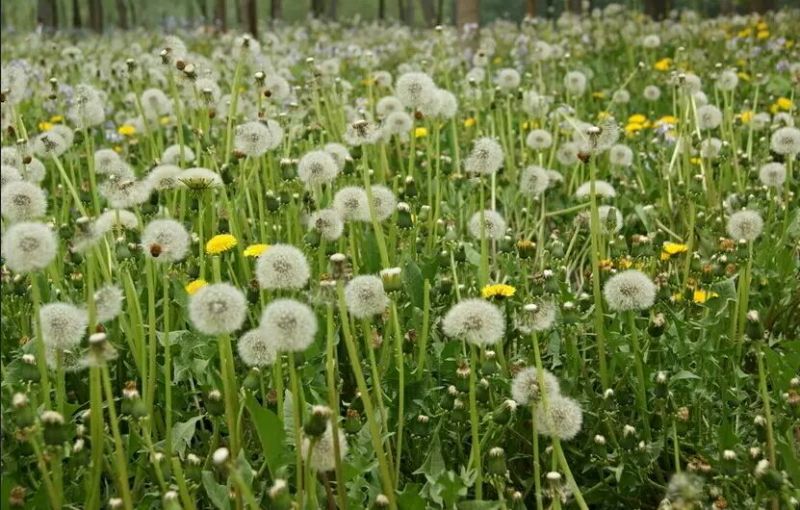 蒲公英种子种籽四季婆婆丁春秋冬季野菜种孑药阳台盆栽蔬菜青
