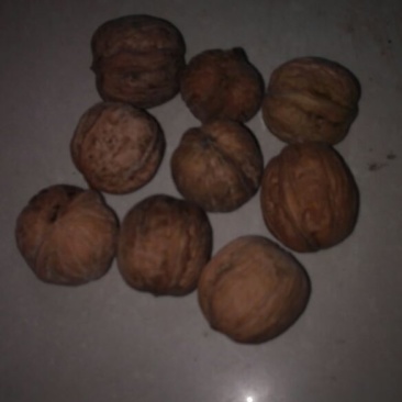 核桃去皮干