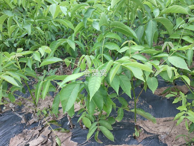核桃树2cm以下4cm以下0.5~1米