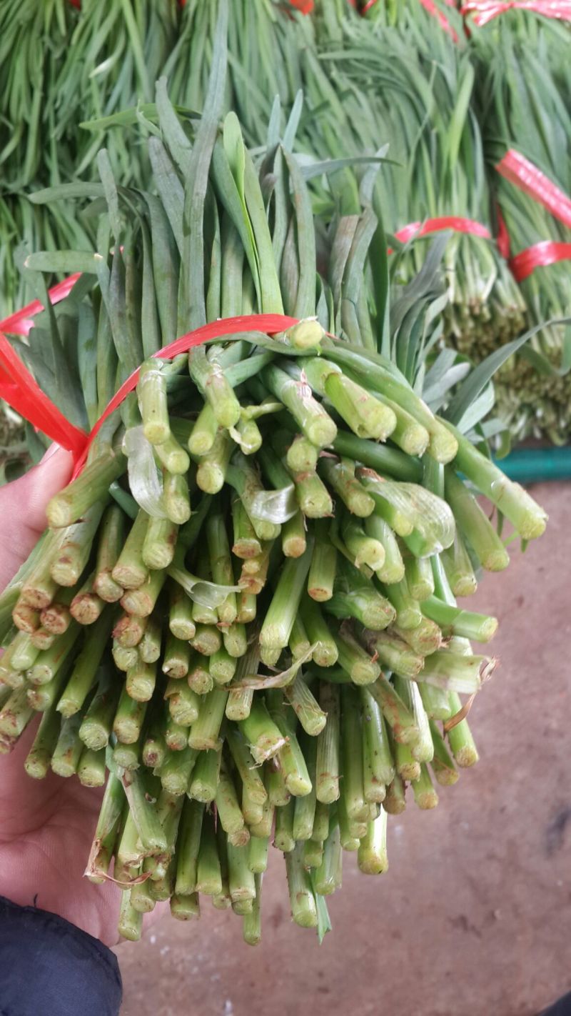 广东徐闻大量优质，精品韭菜常年供应质量保证欢迎实地考察