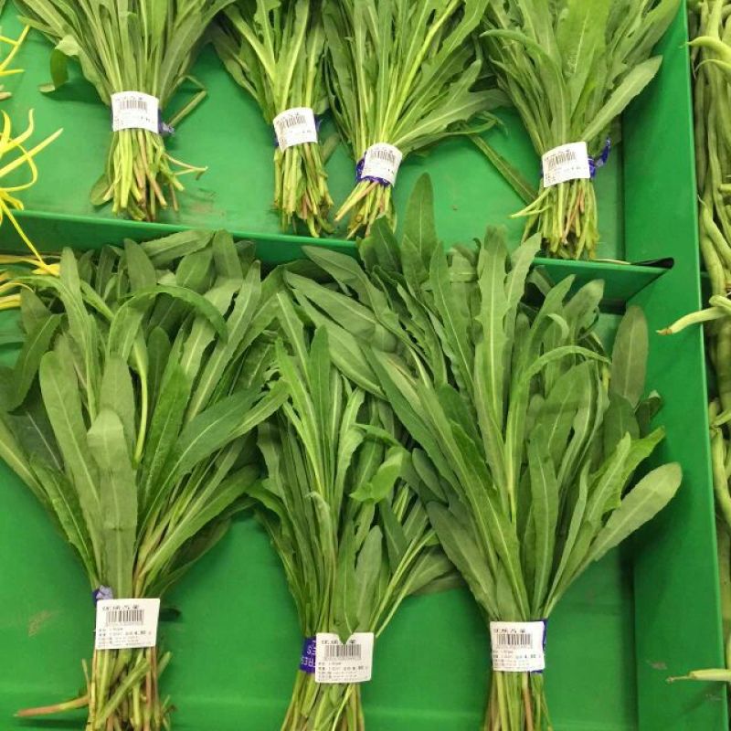 苦苣菜5~8厘米