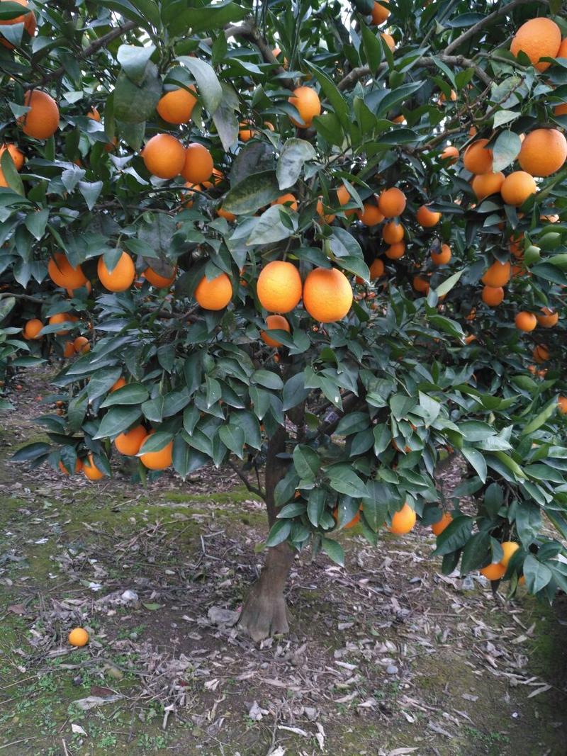 锦橙自家果园，产地直销，一手货源。保质保量。