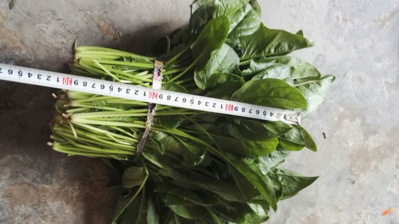 菠菜30~35厘米