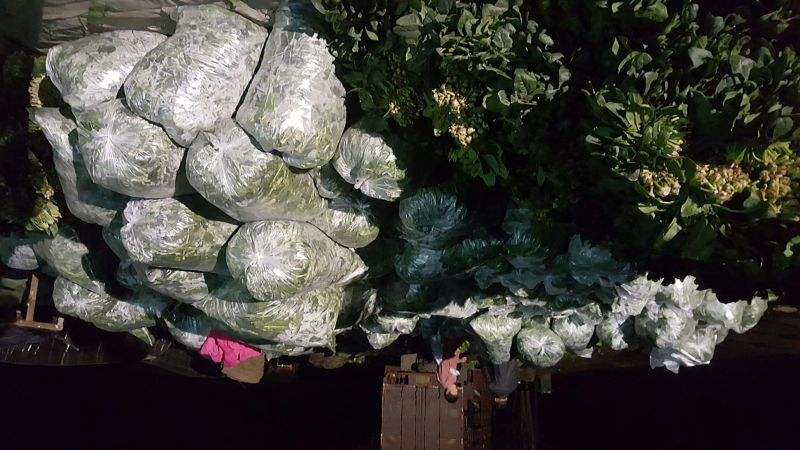 菠菜20~25厘米