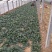 菠菜20~25厘米