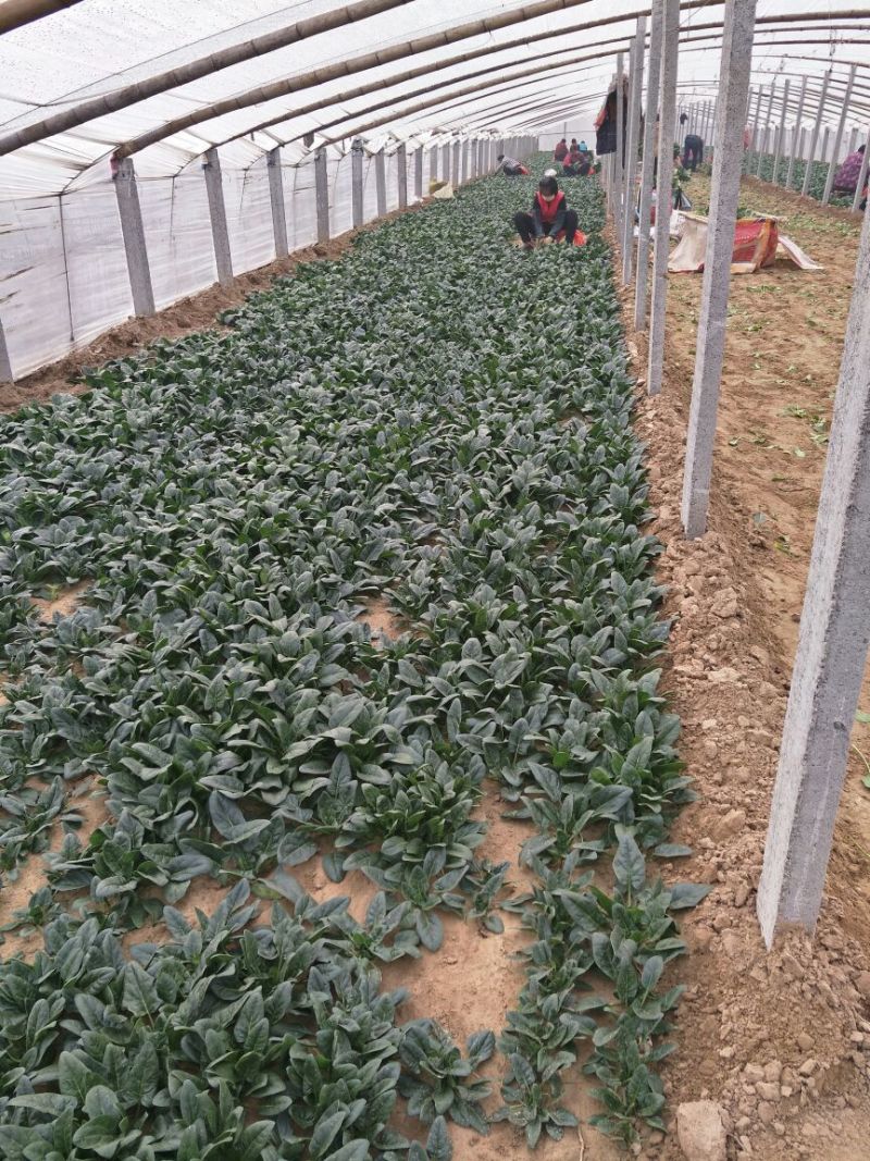 菠菜20~25厘米