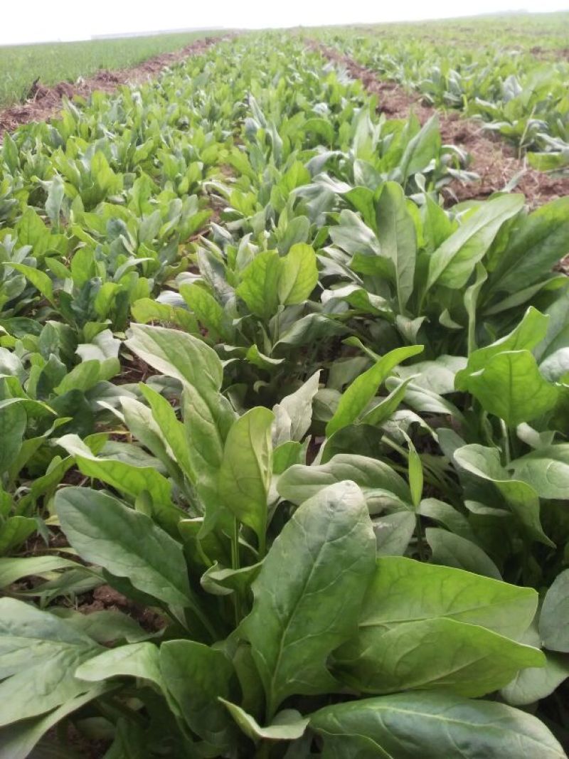 小叶菠菜20~25厘米