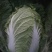大白菜4~6斤