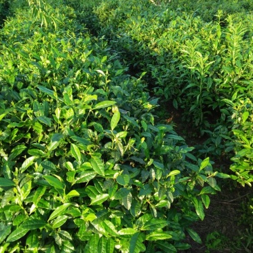 石阡苔茶特级