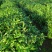 石阡苔茶特级