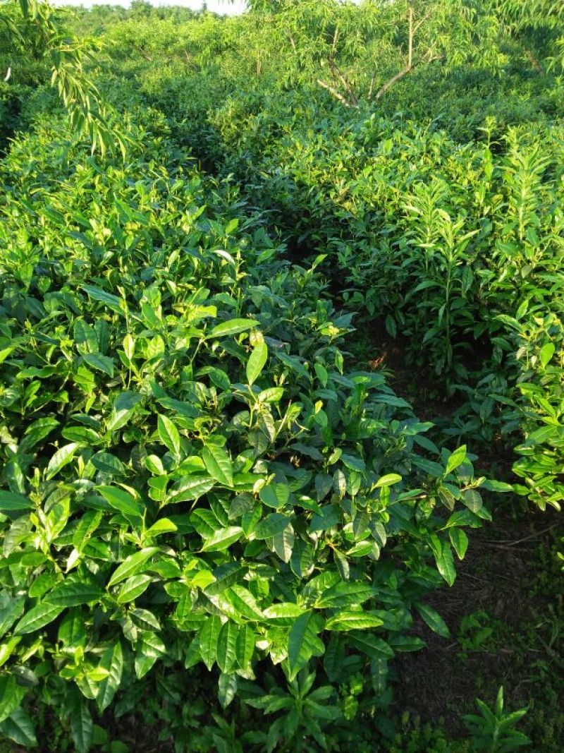 石阡苔茶特级