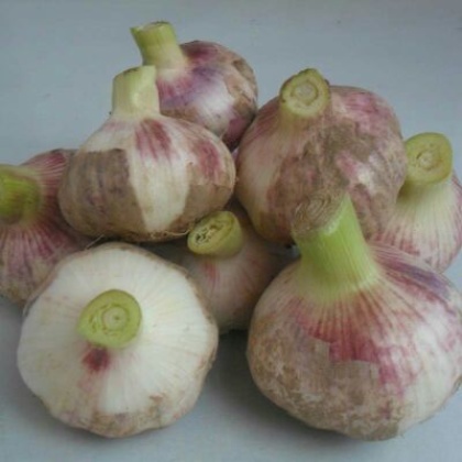 河南郑州市中牟县大蒜 5.5~6cm批发_张明伟供