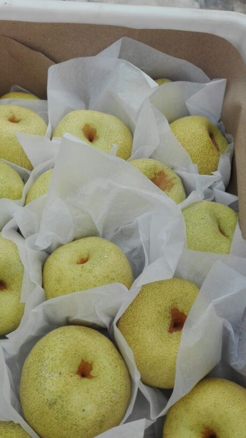 酥梨100~150g光果
