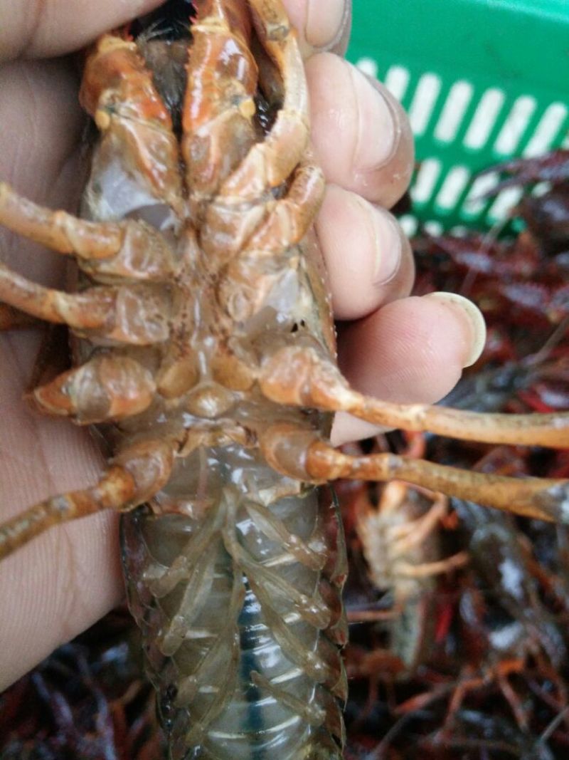 罗氏沼虾食用活虾