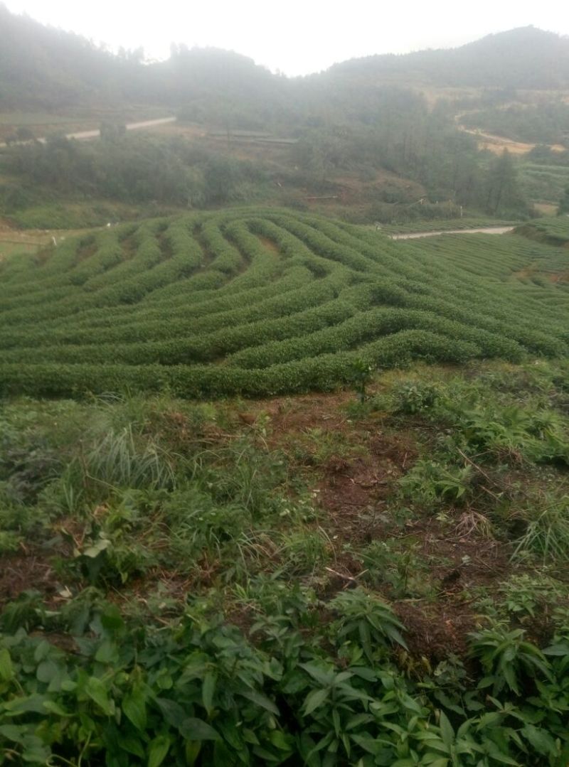 观音茶特级