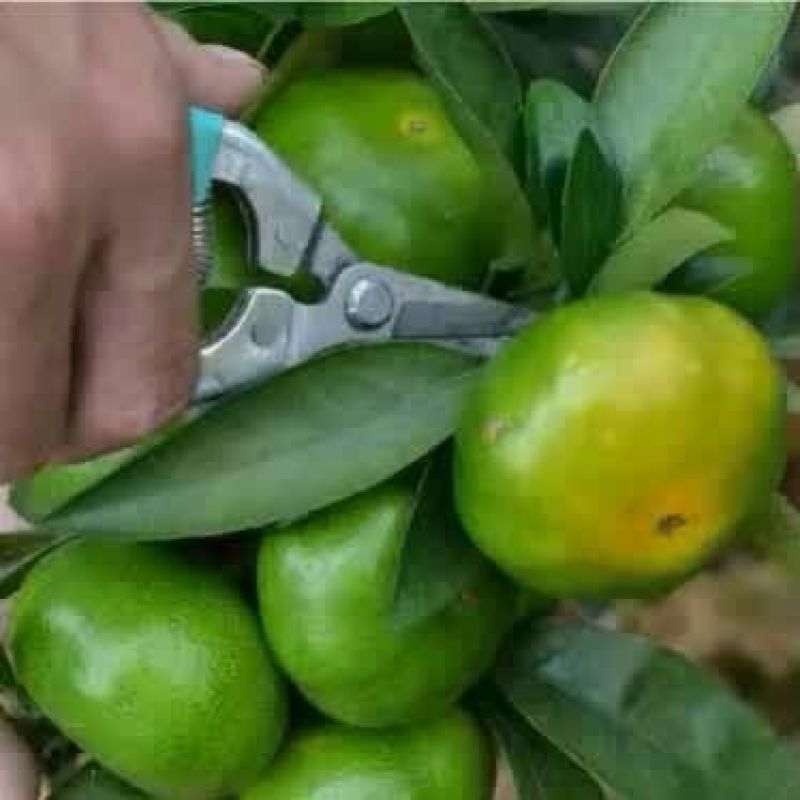 特早蜜橘一亩田诚信供应商支持视频看货打款发货