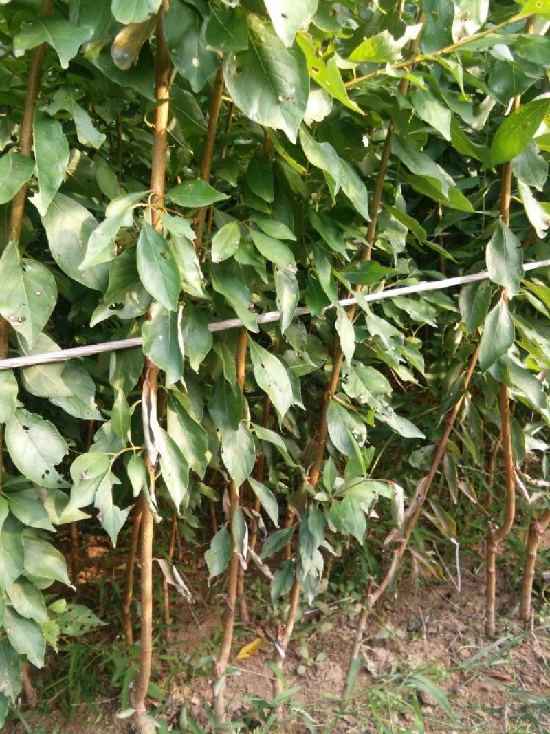 李子树苗50~100cm，西梅李子树苗。法兰西李子树苗