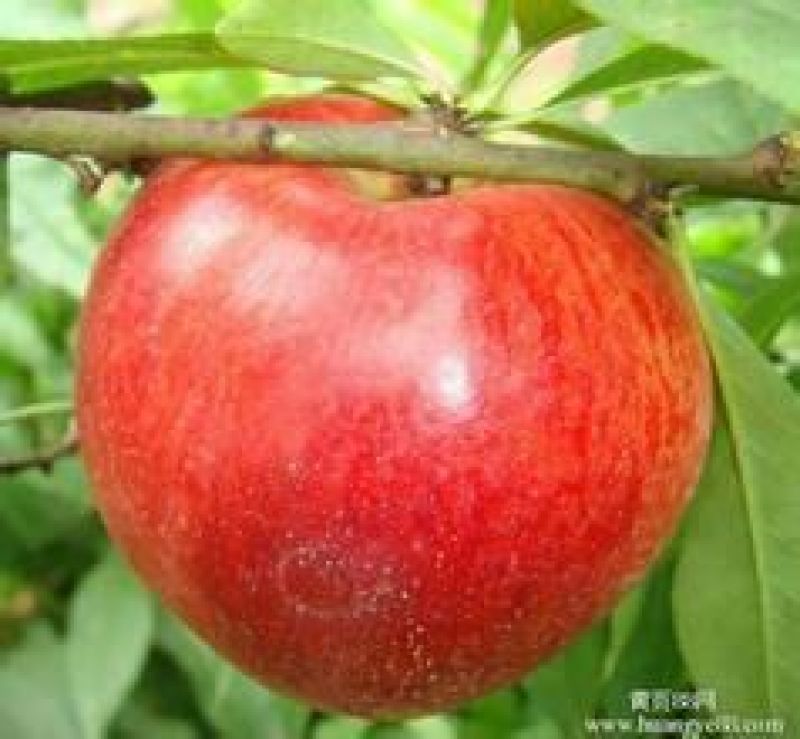 湖北油桃金硕中油413号16号风光夏姬